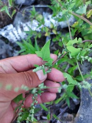 Chenopodium acerifolium