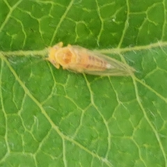 Hemiptera