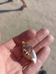 Ranella australasia