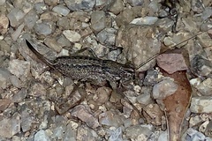 Ateloplus