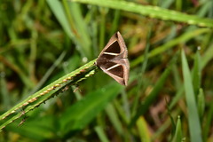 Chalciope mygdon