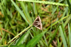 Chalciope mygdon