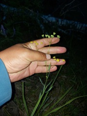 Bupleurum scorzonerifolium