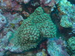 Montipora undata