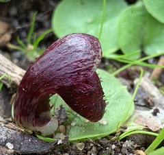 Corybas incurvus
