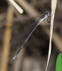 Argia hinei