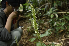 Goodyera procera