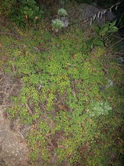 Artemisia sericea