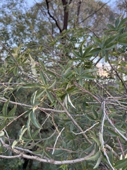 Passiflora caerulea