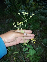 Bupleurum multinerve