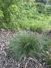 Poa