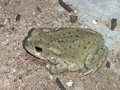 Incilius alvarius