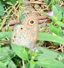 Ypthima pandocus corticaria