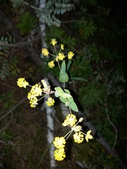 Bupleurum multinerve