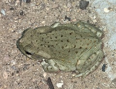 Incilius alvarius