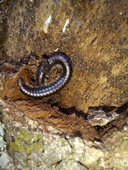 Spirobolellus antipodarus