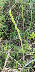 Asparagus