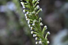 Goodyera procera