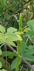 Asparagus