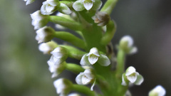 Goodyera procera