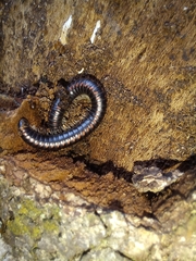 Spirobolellus antipodarus