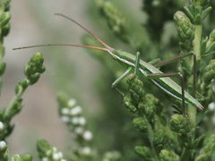 Clonia melanoptera