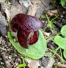 Corybas incurvus