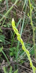 Asparagus