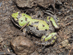 Cacosternum boettgeri
