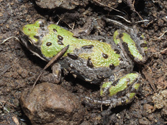 Cacosternum boettgeri
