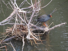 Gallinula tenebrosa