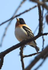 Fringilla montifringilla