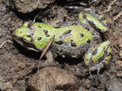 Cacosternum boettgeri