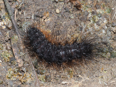 Arctiinae