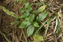 Goodyera procera