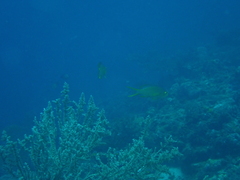 Pseudanthias huchtii