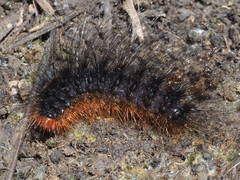 Arctiinae