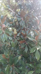 Magnolia grandiflora