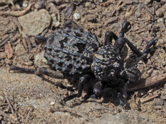 Brachycerus