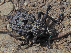Brachycerus