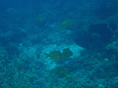 Pseudanthias huchtii