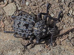 Brachycerus