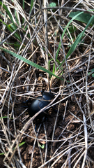 Timarcha tenebricosa