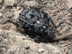 Brachycerus