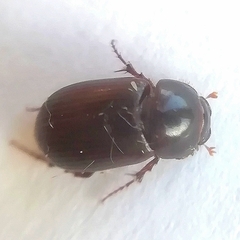 Aphodiini