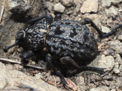 Brachycerus
