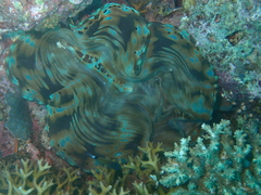 Tridacna squamosa