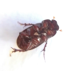 Aphodiini
