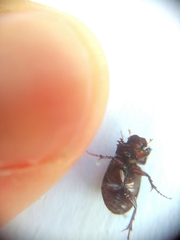 Aphodiini