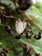 Pseudeustrotia semialba